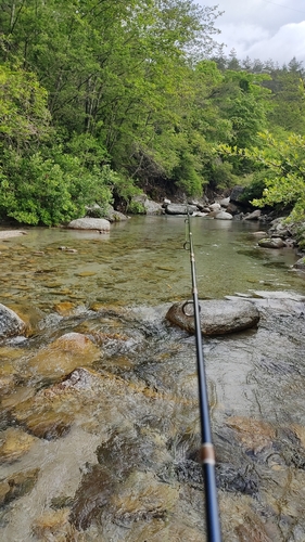 イワナの釣果