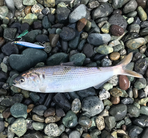 コノシロの釣果