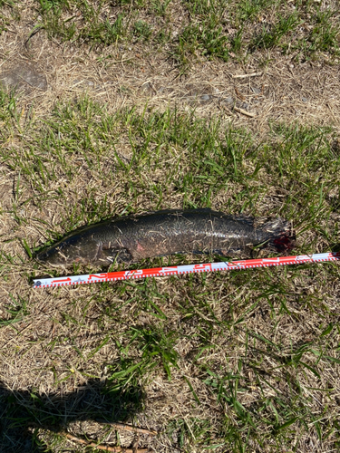 ライギョの釣果