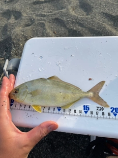 ショゴの釣果