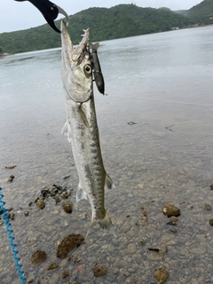 オニカマスの釣果