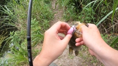 ブラックバスの釣果