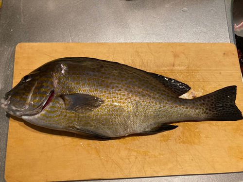 コロダイの釣果