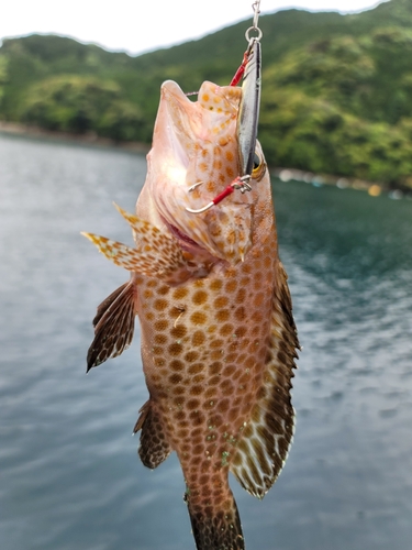 グレの釣果