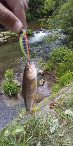 イワナの釣果