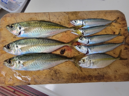 アジの釣果