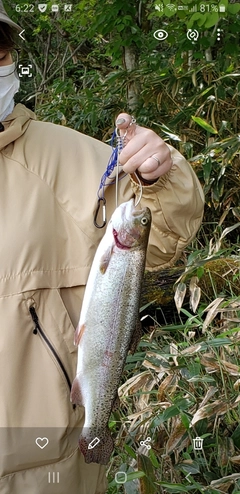 ニジマスの釣果