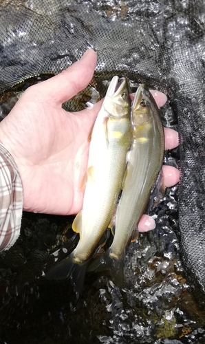 アユの釣果