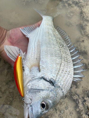 ナンヨウチヌの釣果