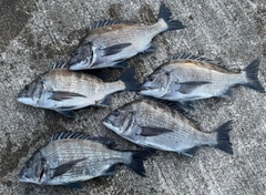 クロダイの釣果