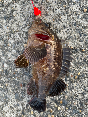 メバルの釣果