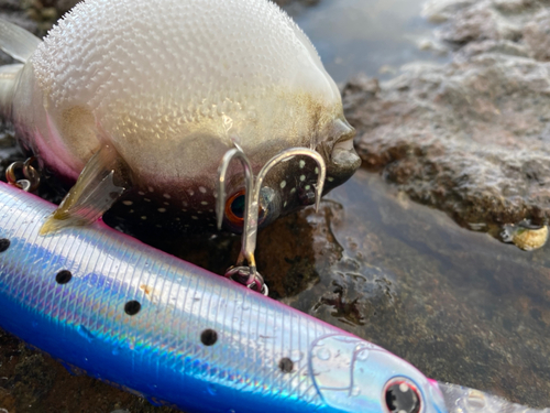 クサフグの釣果