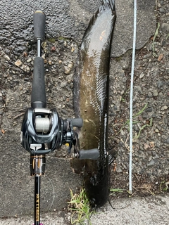 ナマズの釣果
