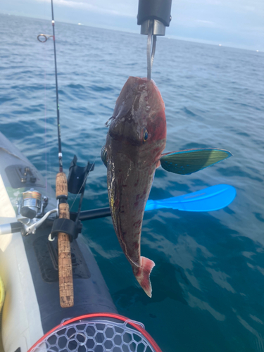 ホウボウの釣果