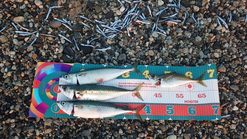 サバの釣果