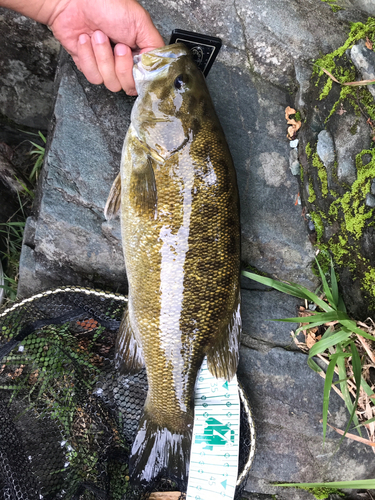 スモールマウスバスの釣果