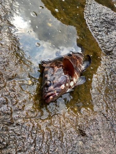 チャイロマルハタの釣果