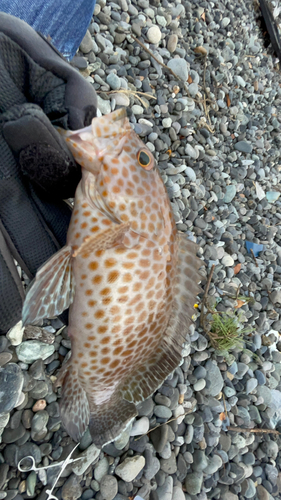 オオモンハタの釣果