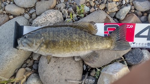 スモールマウスバスの釣果