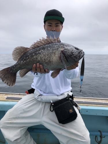 クロソイの釣果