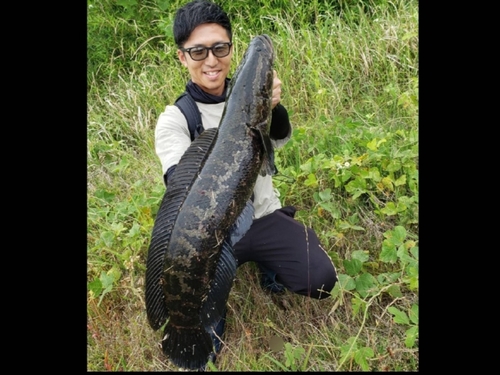 ライギョの釣果