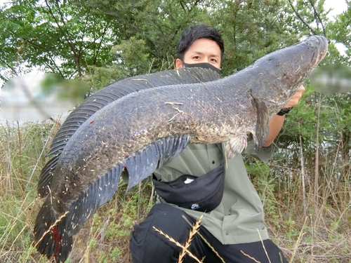 ライギョの釣果