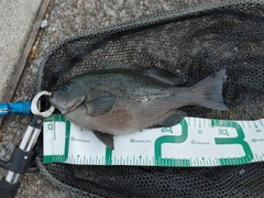 メジナの釣果