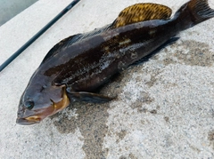 アイナメの釣果