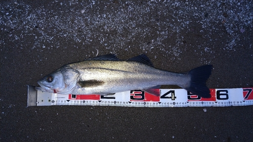 フッコ（マルスズキ）の釣果