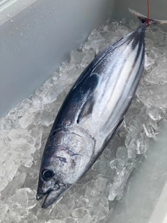 カツオの釣果