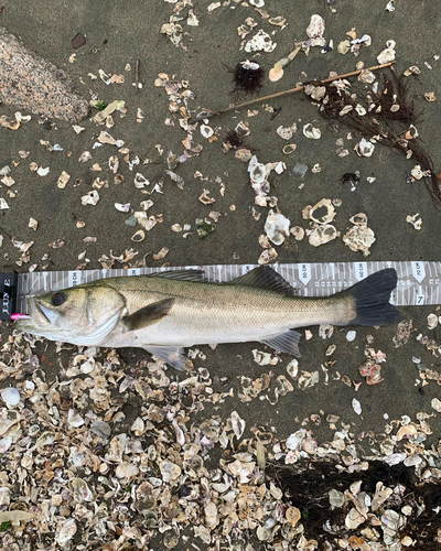 シーバスの釣果