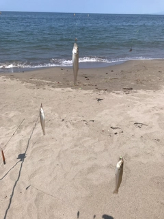 キスの釣果