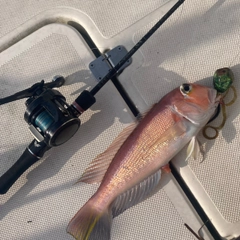 アマダイの釣果