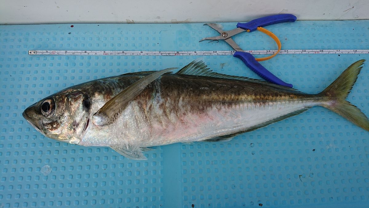 釣りバカじいさんさんの釣果 2枚目の画像