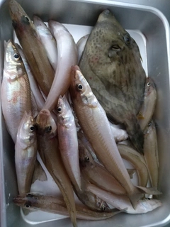 シロギスの釣果