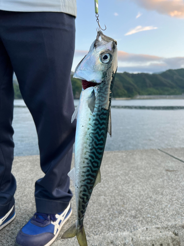 マサバの釣果