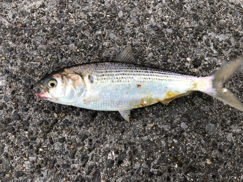 コノシロの釣果