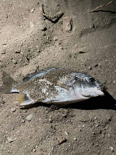 キビレの釣果