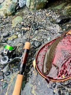 ニッコウイワナの釣果