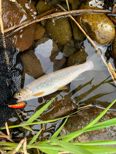 アメマスの釣果