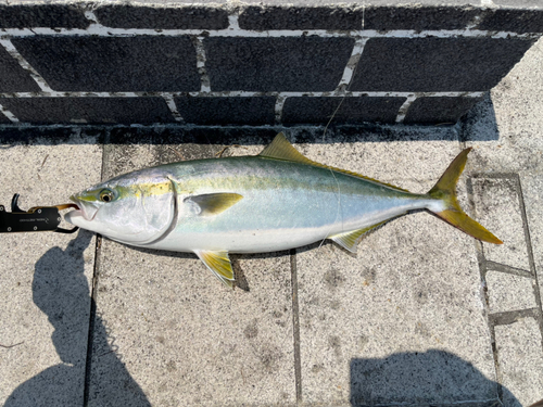 メジロの釣果