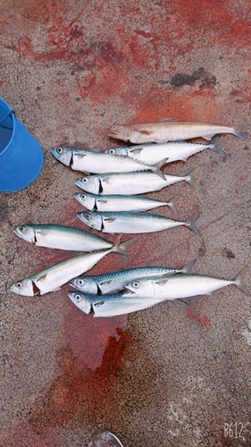 サバの釣果