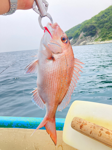 アマダイの釣果