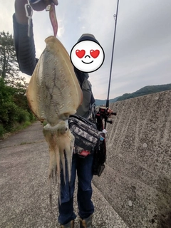 コウイカの釣果