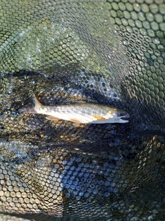 イワナの釣果