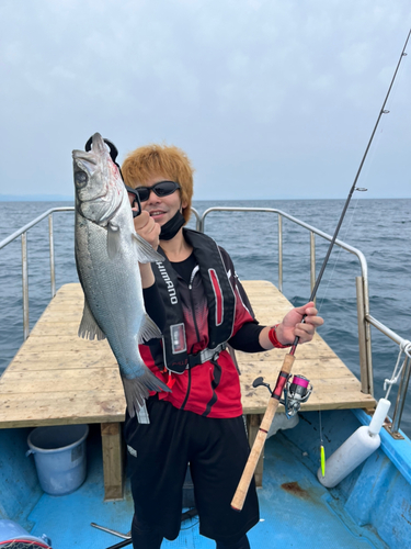 ヒラスズキの釣果