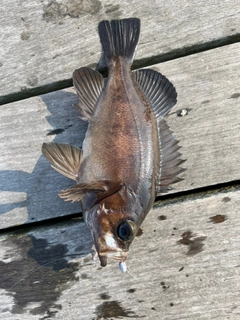 クロメバルの釣果