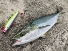 メジロの釣果