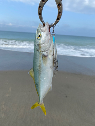 ワカシの釣果