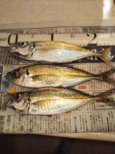 アジの釣果